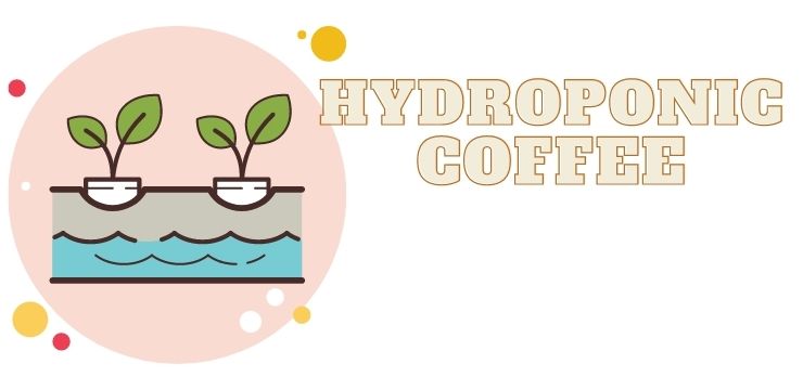 Hydroponic coffee
